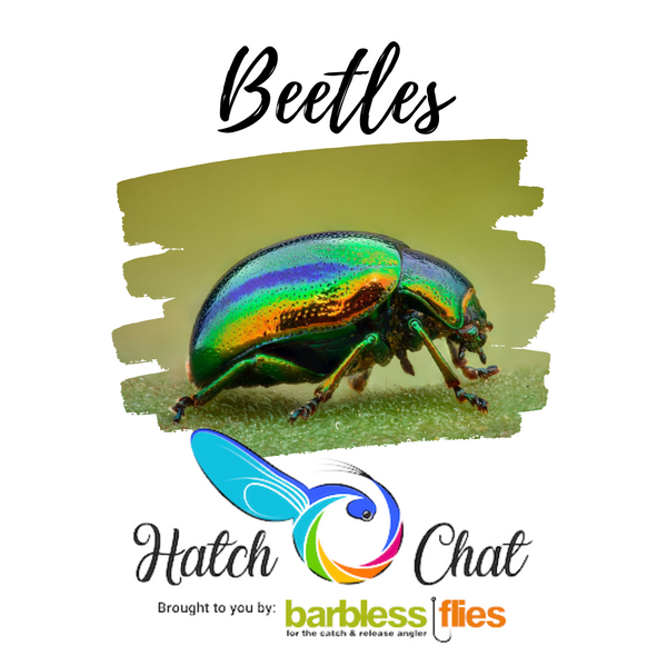 Hatch Chat - Beetles