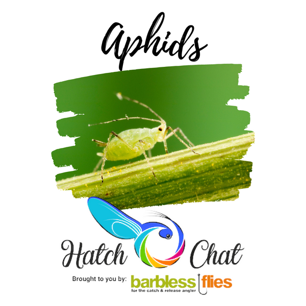 Hatch Chat - Aphids