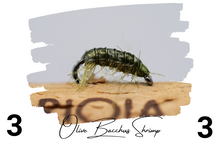 Load image into Gallery viewer, The Olive Bacchus Bug