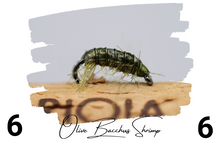 Load image into Gallery viewer, The Olive Bacchus Bug