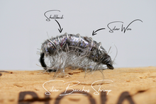 Load image into Gallery viewer, The Silver Bacchus Bug