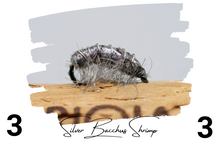 Load image into Gallery viewer, The Silver Bacchus Bug