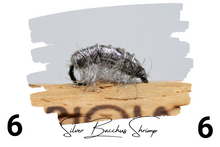 Load image into Gallery viewer, The Silver Bacchus Bug