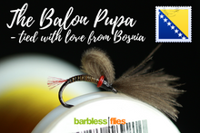 Load image into Gallery viewer, Bosnian Balon Pupa Selection