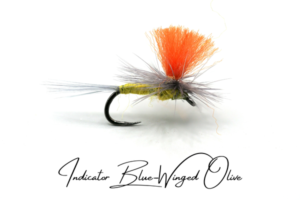 Indicator Blue-Winged Olive