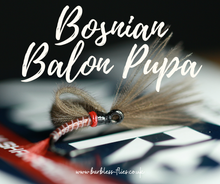 Load image into Gallery viewer, Bosnian Balon Pupa Selection
