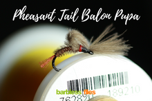 Load image into Gallery viewer, Bosnian Balon Pupa Selection