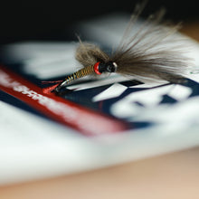 Load image into Gallery viewer, Bosnian Balon Pupa Selection