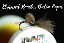 Load image into Gallery viewer, Bosnian Balon Pupa Selection