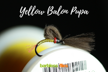 Load image into Gallery viewer, Bosnian Balon Pupa Selection