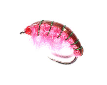 Load image into Gallery viewer, Disco Shrimp
