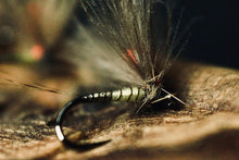 Load image into Gallery viewer, Bosnian Indicator Olives