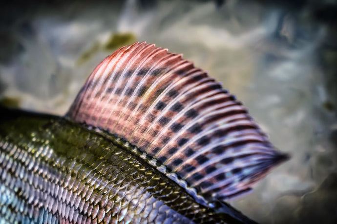 Grayling Fishing - The Basics