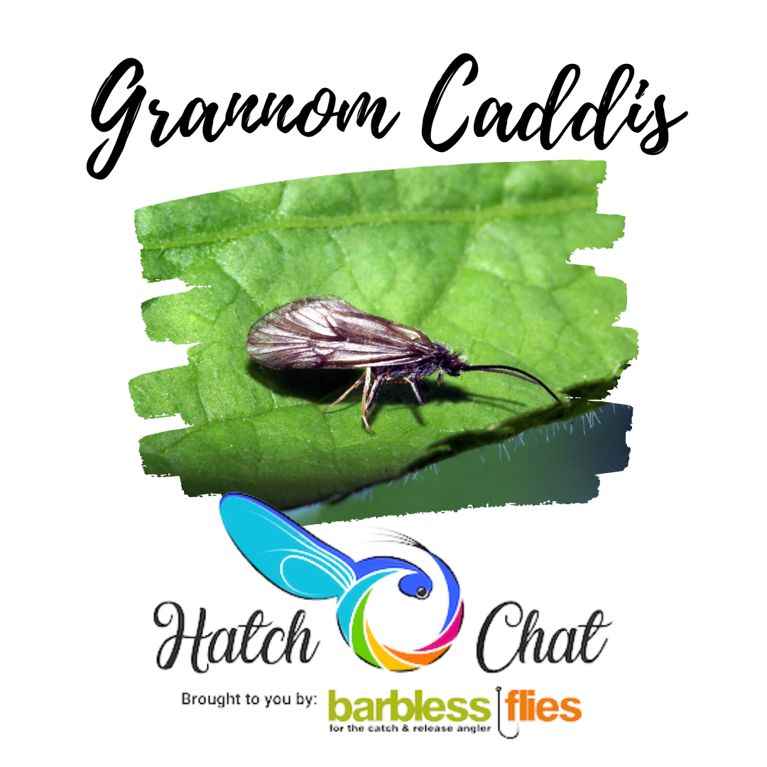 Chatty Fly Hatch Chat - The Grannom – Barbless Flies