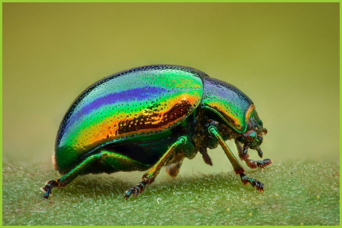 Terrestrials: Break out the Beetles