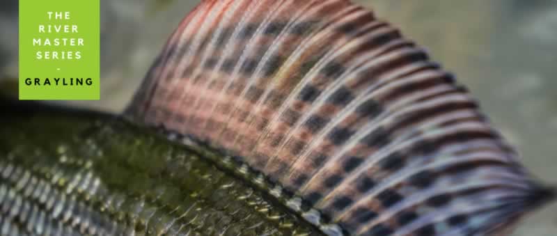 River Master - Grayling - Part 2