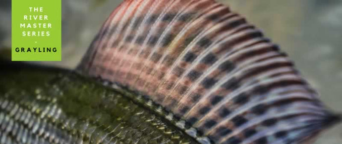 River Master - Grayling - Part 2