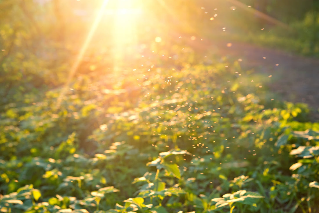 That Post-Mayfly Lull - How To Tackle It