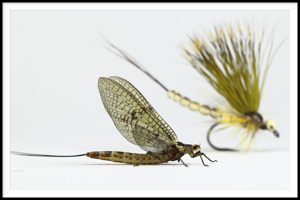 A Mayfly Amuse-Bouche - Just a Taster of Our Mayflies