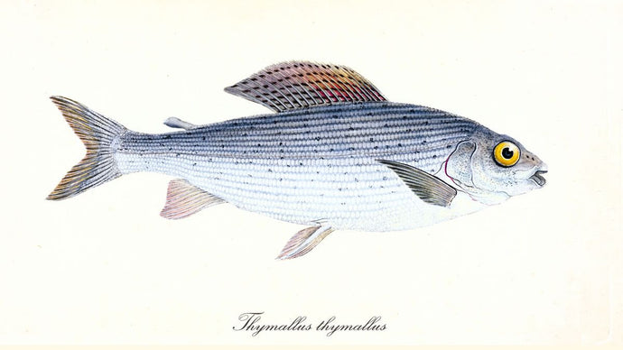 2 books are always better than 1 - Grayling on the Fly