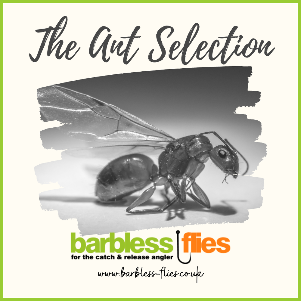 Coming to a water near you ... soon ... Flying Ant Day