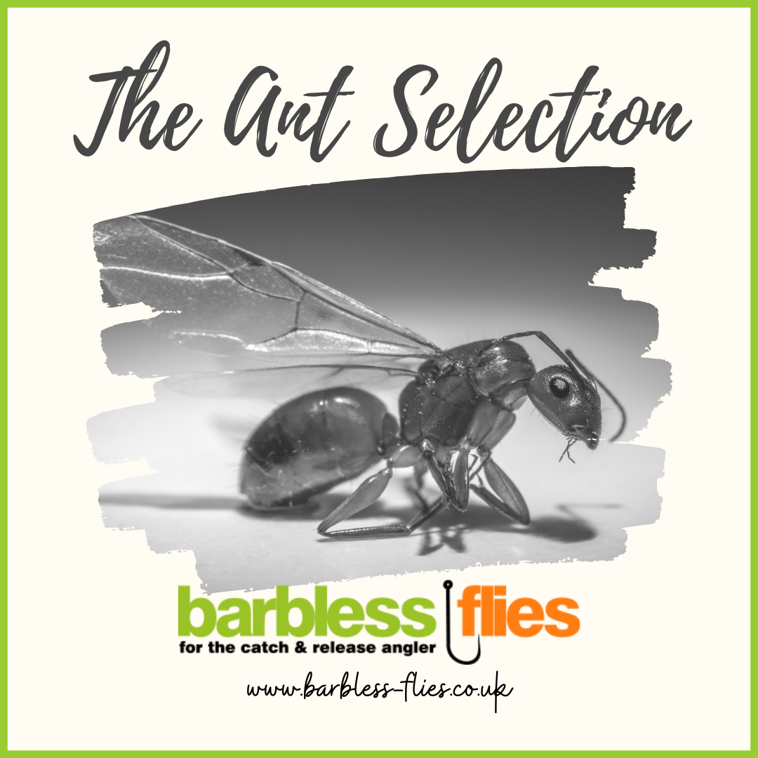 Coming to a water near you ... soon ... Flying Ant Day