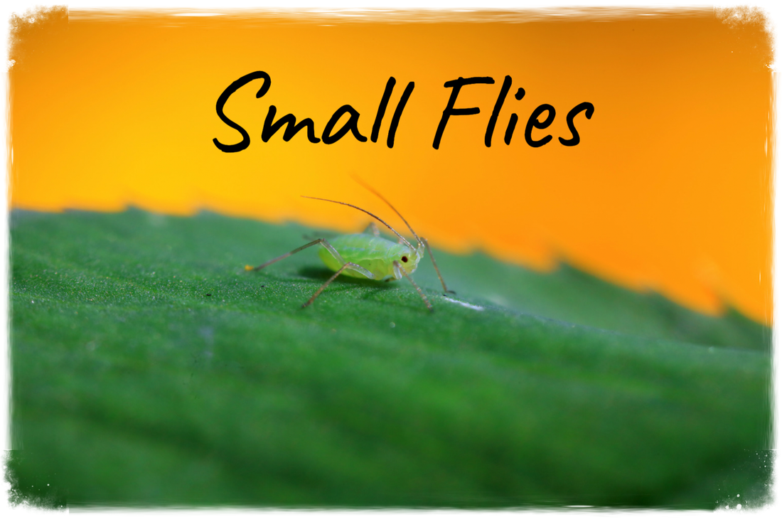 High Temperatures & Low Water = Small Flies
