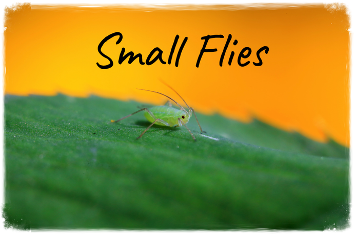 High Temperatures & Low Water = Small Flies