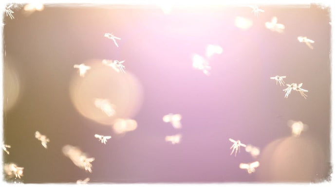 Adult & Emerging Buzzers: Your Secret Summer Stillwater Weapons