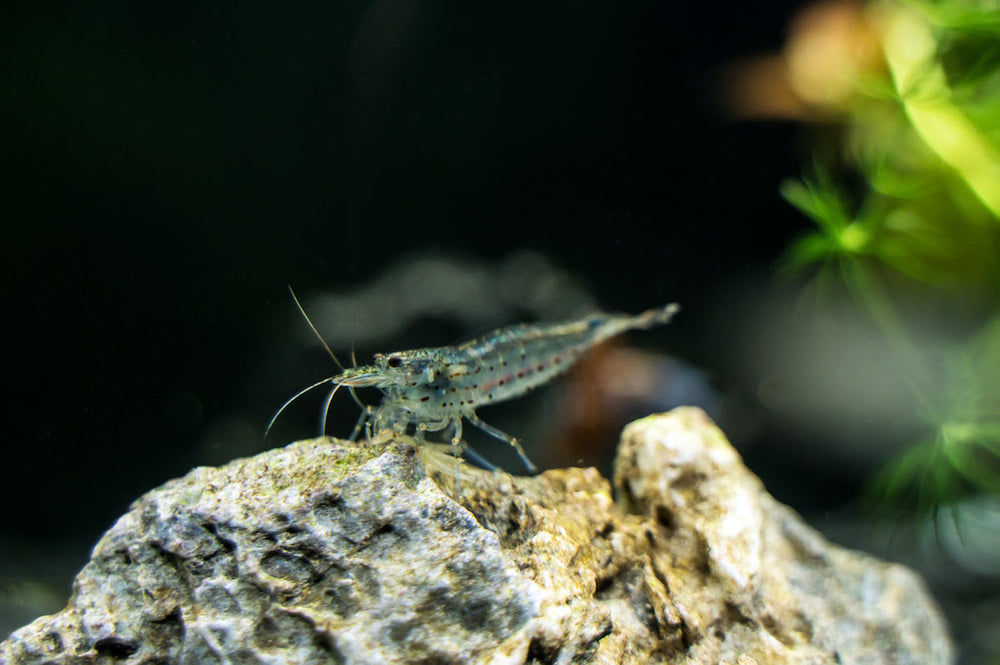 The Invertebrate ALL Fish Eat ... In The Correct Sizes