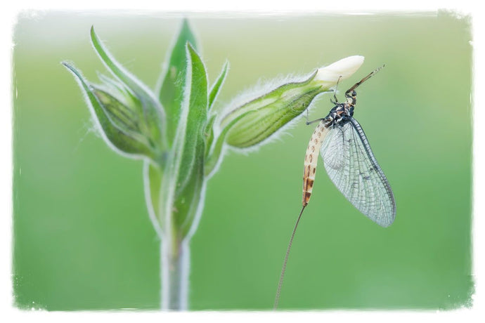 An Insect Graveyard - The river has finally sprung into life!