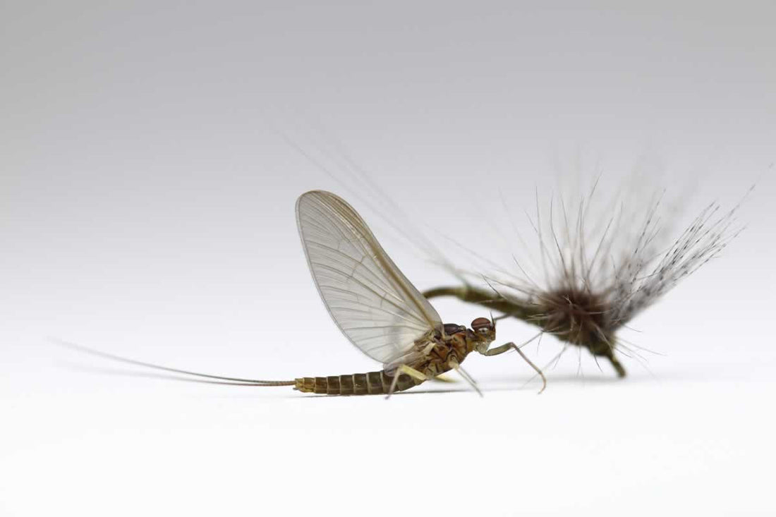 No idea what's hatching? Here's what to do (and use).