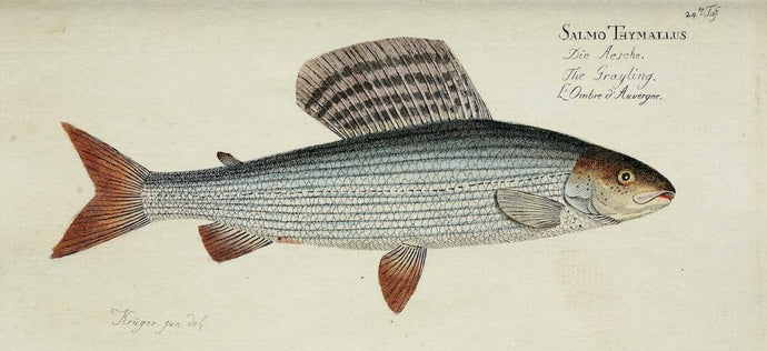 From Pinkies to Parachutes — Grayling From The Top