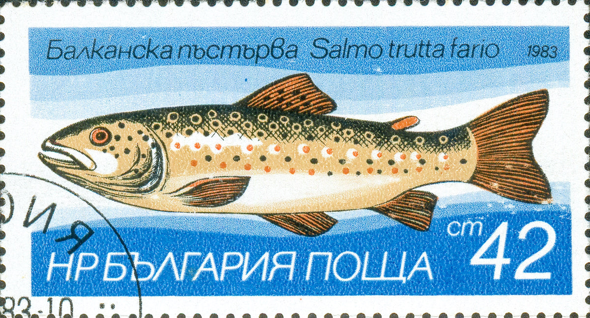 River Trout Dry Fly Individuals