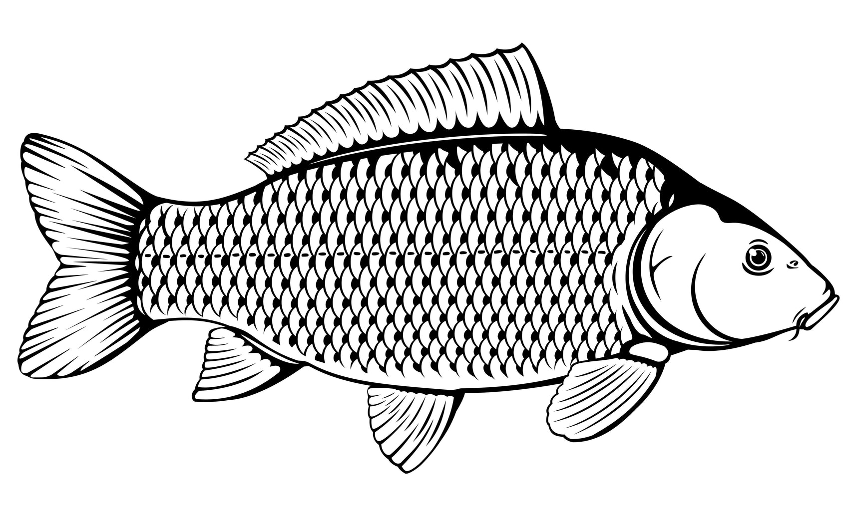 Flies for Carp