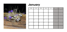 Load image into Gallery viewer, 2024 Barbless Flies Desk Calendar
