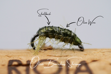Load image into Gallery viewer, The Bacchus Bug Selection
