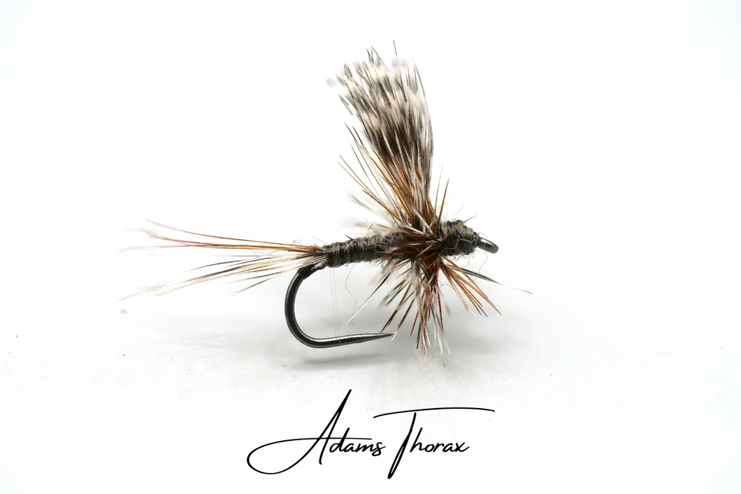 Adams Thorax