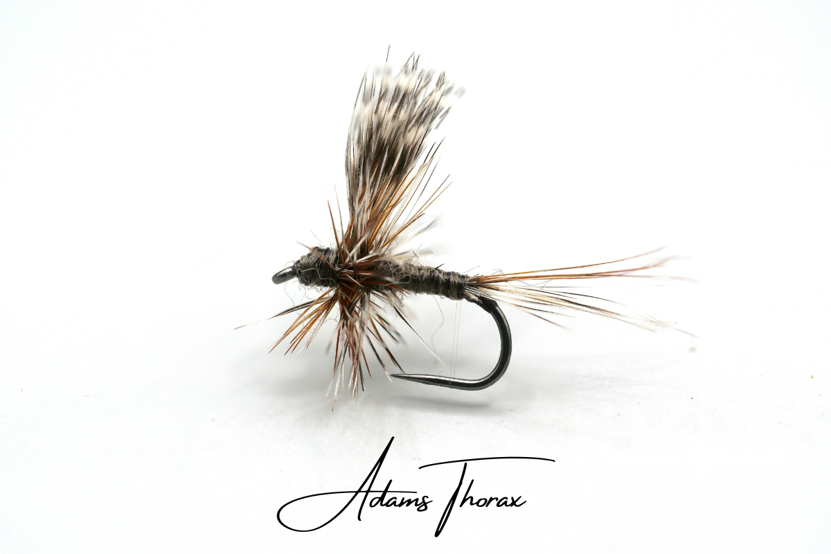 Adams Thorax