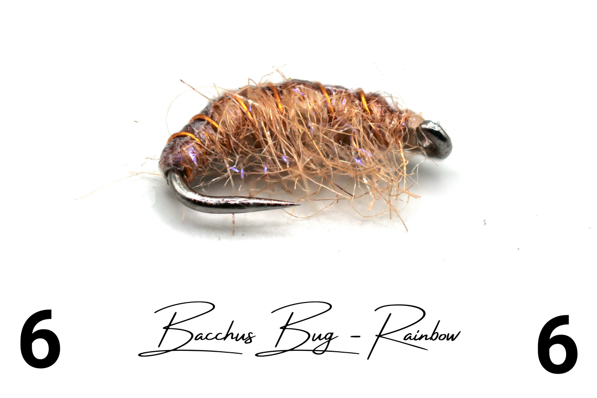 The Rainbow Disco Shrimp - Bacchus Bug
