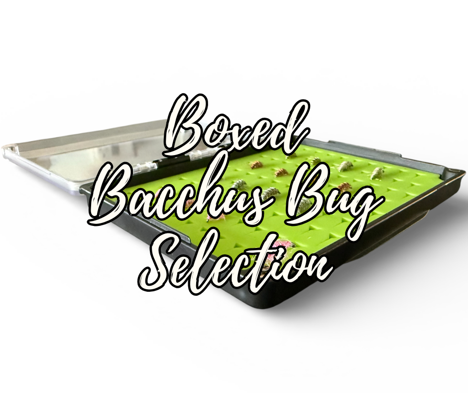 The Disco Shrimp (Bacchus Bug) Selection