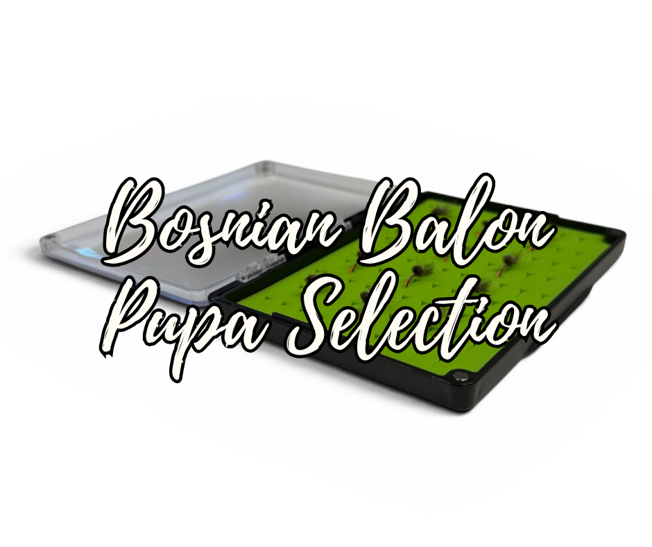 Bosnian Balon Pupa Selection