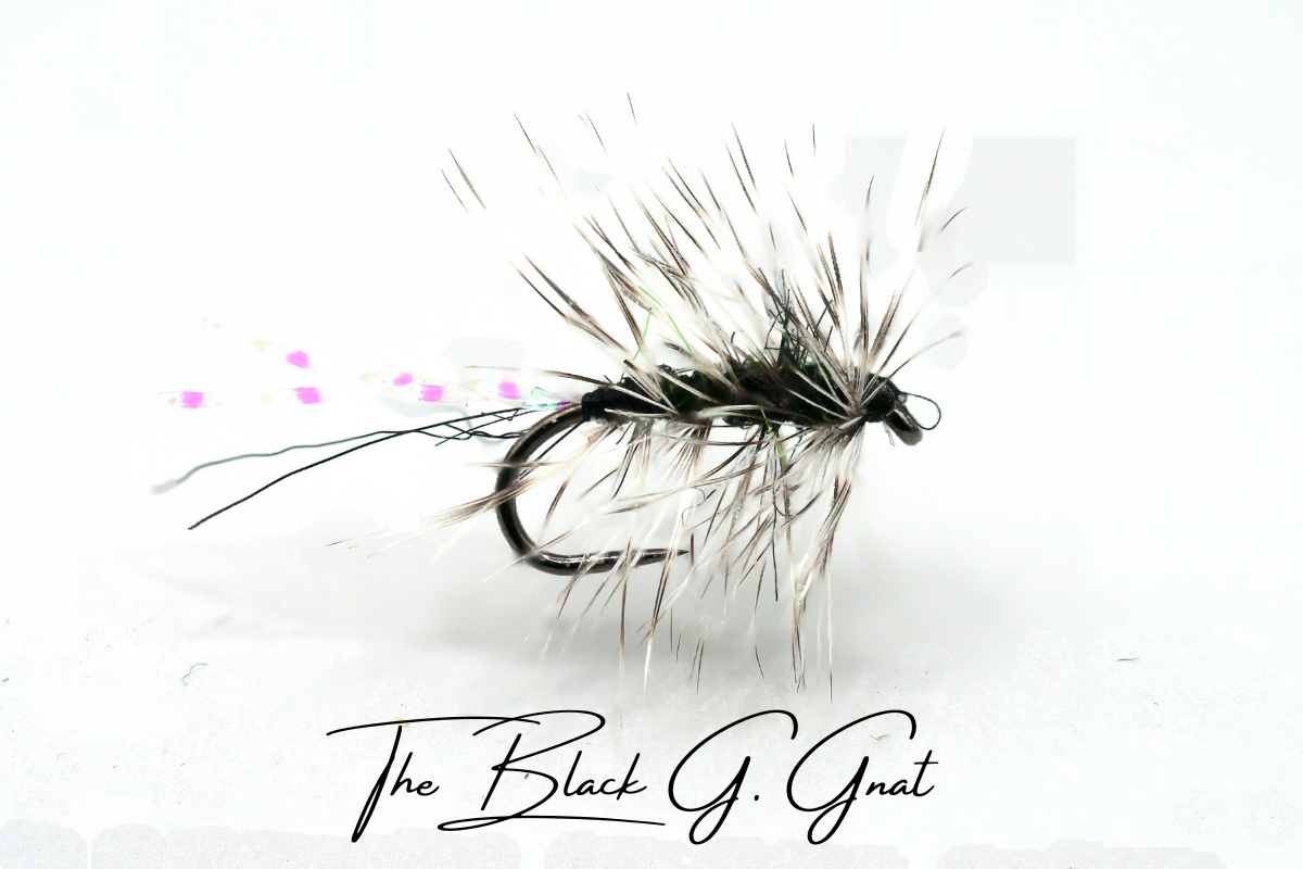 The Black Griffith's Gnat
