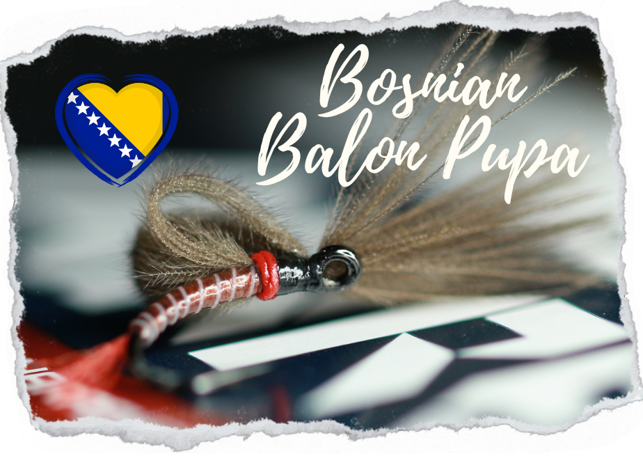 Bosnian Balon Pupa Selection