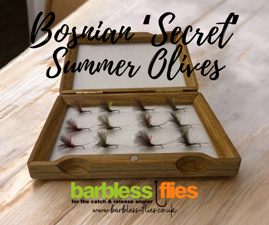 Bosnian 'Secret' Summer Olive Selection