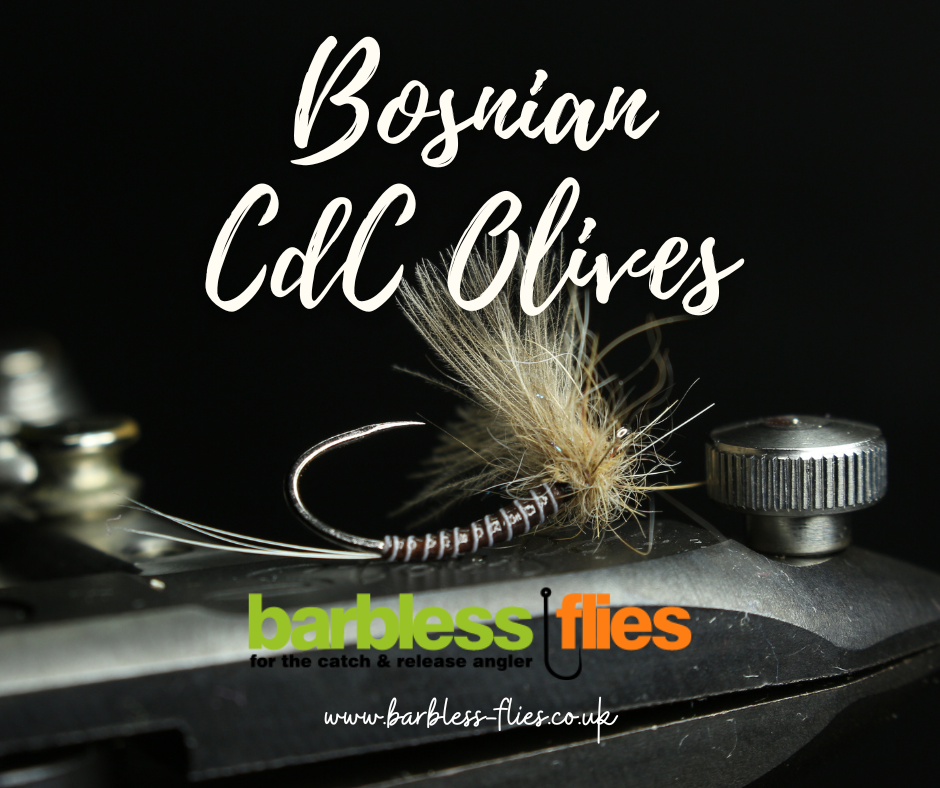 Bosnian CdC Olives
