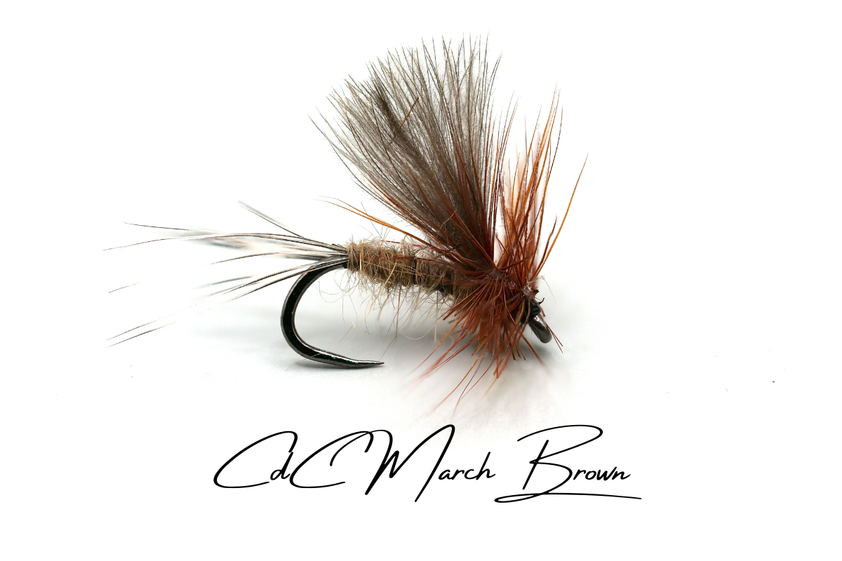 March Brown CdC