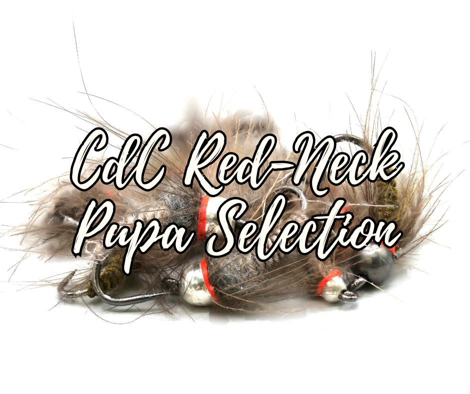 CdC Red-Neck Tungsten Pupa Selection