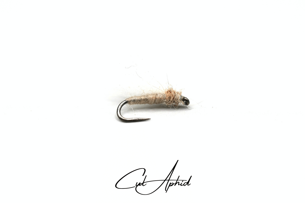 Cul Aphid