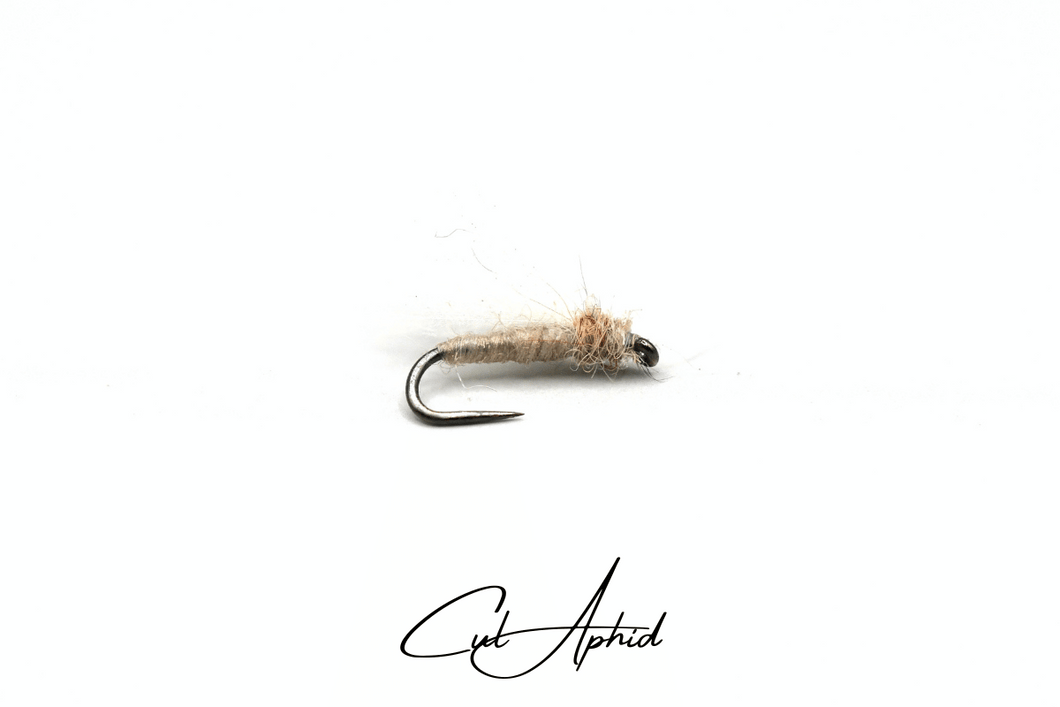 Cul Aphid